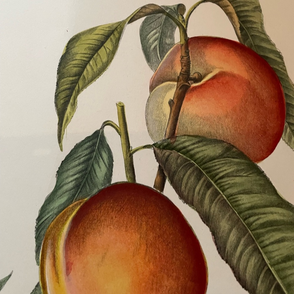 Hand Colored Botanical - Picture 6 of 9